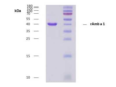 SDS-PAGE: Recombinant Plant Amb a 1 Protein [NBP3-14615]